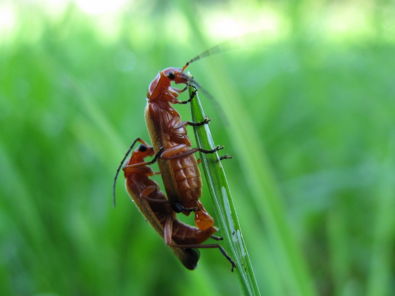 Rhagonycha fulva